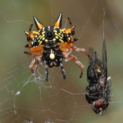 Austracantha minax (Christmas Spider, Jewel Spider) at Acton, ACT - 9 Jan 2022 by TimL