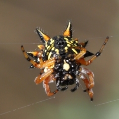 Austracantha minax at Acton, ACT - 9 Jan 2022