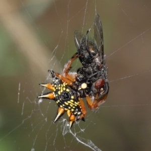 Austracantha minax at Acton, ACT - 9 Jan 2022