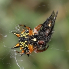 Austracantha minax at Acton, ACT - 9 Jan 2022