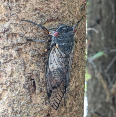 Psaltoda moerens (Redeye cicada) at Wodonga Regional Park - 9 Jan 2022 by ChrisAllen