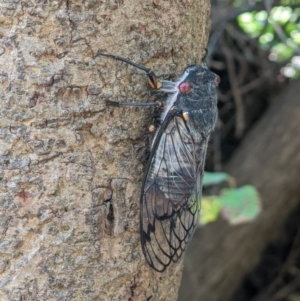 Psaltoda moerens at Gateway Island, VIC - 10 Jan 2022