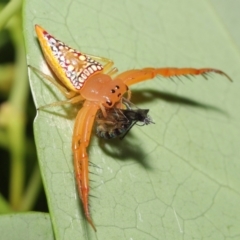 Arkys walckenaeri (Triangle spider) at Acton, ACT - 9 Jan 2022 by TimL