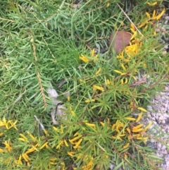 Persoonia chamaepeuce (Dwarf Geebung) at Tennent, ACT - 9 Jan 2022 by dgb900