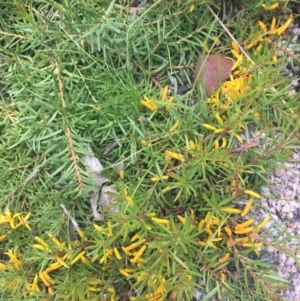 Persoonia chamaepeuce at Tennent, ACT - 9 Jan 2022
