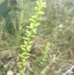 Microtis parviflora (Slender Onion Orchid) at Tennent, ACT - 9 Jan 2022 by dgb900