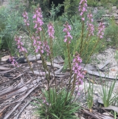 Stylidium armeria subsp. armeria (Trigger plant) at Tennent, ACT - 9 Jan 2022 by dgb900