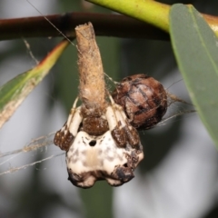 Celaenia excavata (Bird-dropping spider) at Acton, ACT - 9 Jan 2022 by TimL