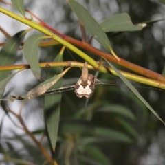 Celaenia excavata at Acton, ACT - 9 Jan 2022