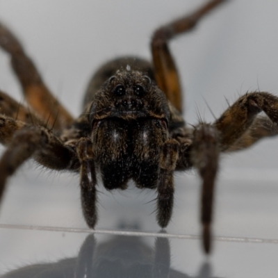 Venatrix speciosa (Wolf spider) at QPRC LGA - 28 Oct 2021 by MarkT