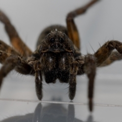 Unidentified Spider (Araneae) (TBC) at Jerrabomberra, NSW - 28 Oct 2021 by MarkT