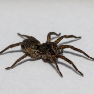 Venatrix speciosa at Jerrabomberra, NSW - 28 Oct 2021