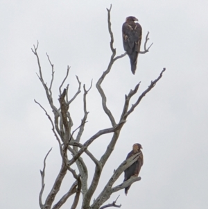 Aquila audax at Hackett, ACT - 11 Jan 2022 07:07 AM