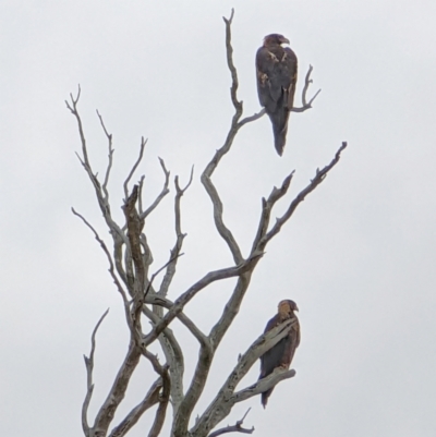 Aquila audax (Wedge-tailed Eagle) at Hackett, ACT - 10 Jan 2022 by sbittinger