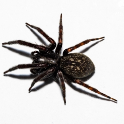 Badumna insignis (Black House Spider) at QPRC LGA - 26 Oct 2021 by MarkT