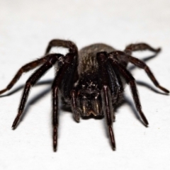 Badumna insignis at Jerrabomberra, NSW - suppressed