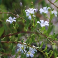 Samolus repens (Creeping Brookweed) at Eden, NSW - 30 Dec 2021 by KylieWaldon