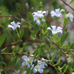 Samolus repens at Eden, NSW - 30 Dec 2021