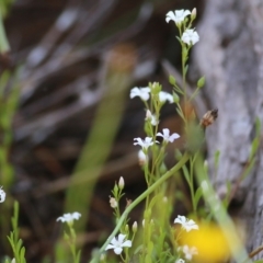 Samolus repens at Eden, NSW - 30 Dec 2021