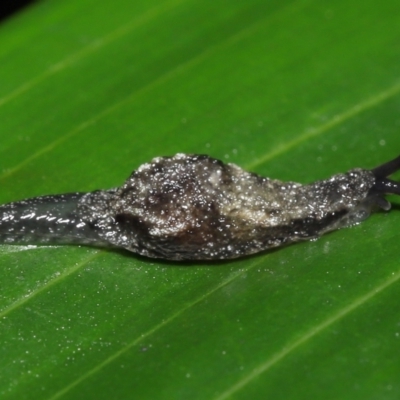 Cystopelta astra (Snowy Mountains Humpback Slug) at ANBG - 7 Jan 2022 by TimL