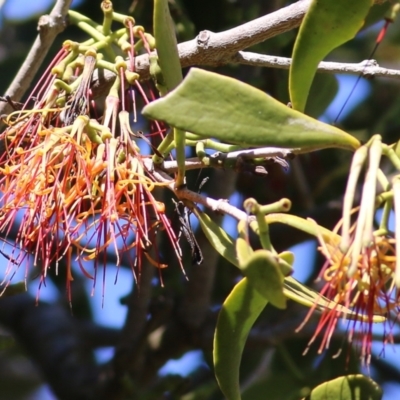 Amyema congener subsp. congener (A Mistletoe) at Eden, NSW - 30 Dec 2021 by KylieWaldon