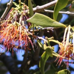 Amyema congener subsp. congener (A Mistletoe) at Eden, NSW - 29 Dec 2021 by KylieWaldon
