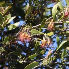 Amyema congener subsp. congener at Eden, NSW - 30 Dec 2021