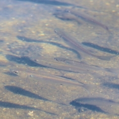 Unidentified Native Fish at Lake Curalo - 29 Dec 2021 by KylieWaldon