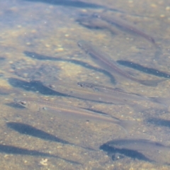 Unidentified Native Fish at Lake Curalo - 30 Dec 2021 by KylieWaldon