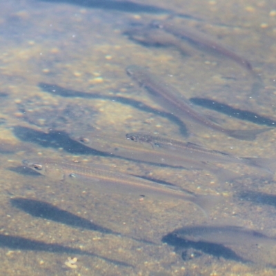 Unverified Native Fish at Eden, NSW - 30 Dec 2021 by KylieWaldon