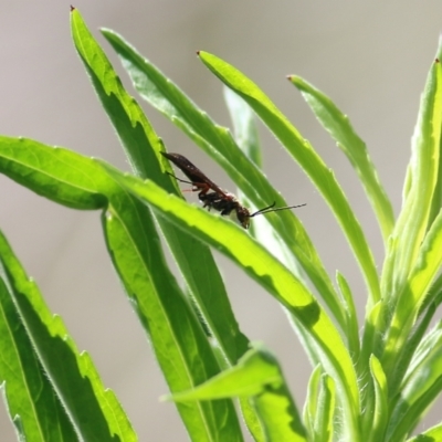 Unidentified Wasp (Hymenoptera, Apocrita) at Lake Curalo - 29 Dec 2021 by KylieWaldon