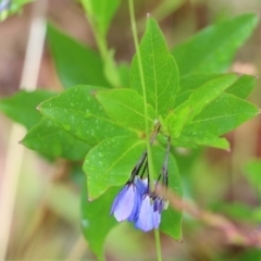 Billardiera sp. at Pambula Beach, NSW - 3 Jan 2022 by KylieWaldon