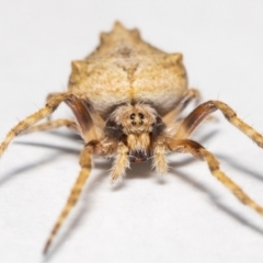 Socca pustulosa (Knobbled Orbweaver) at Jerrabomberra, NSW - 25 Oct 2021 by MarkT