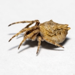 Socca pustulosa at Jerrabomberra, NSW - 25 Oct 2021