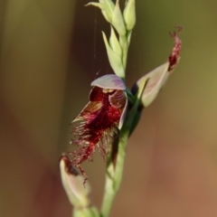 Calochilus sp. aff. gracillimus (Beard Orchid) at suppressed - 10 Jan 2022 by LisaH
