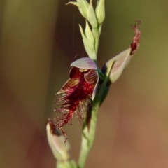 Calochilus sp. aff. gracillimus (Beard Orchid) at Broulee Moruya Nature Observation Area - 10 Jan 2022 by LisaH