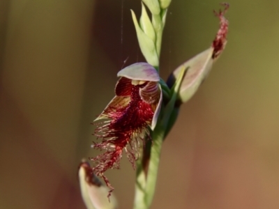Calochilus sp. aff. gracillimus (Beard Orchid) at Moruya, NSW - 10 Jan 2022 by LisaH