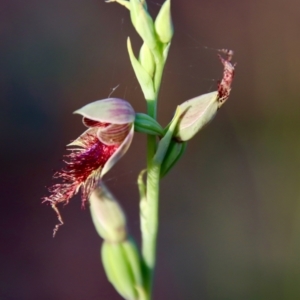 Calochilus sp. aff. gracillimus at suppressed - suppressed