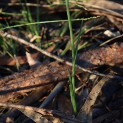 Calochilus sp. aff. gracillimus at suppressed - suppressed