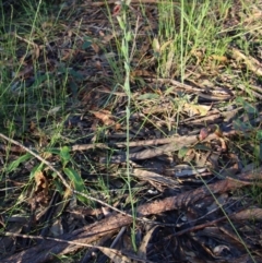 Calochilus sp. aff. gracillimus at suppressed - suppressed