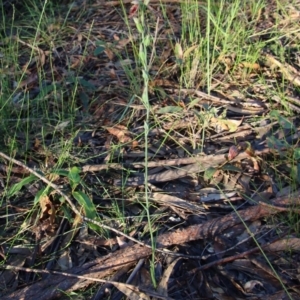 Calochilus sp. aff. gracillimus at suppressed - suppressed