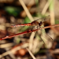 Diplacodes melanopsis (Black-faced Percher) at Broulee Moruya Nature Observation Area - 11 Jan 2022 by LisaH