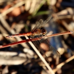 Diplacodes melanopsis at Moruya, NSW - suppressed