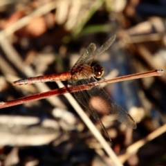 Diplacodes melanopsis at Moruya, NSW - 11 Jan 2022