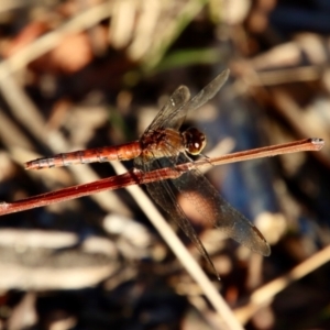 Diplacodes melanopsis at Moruya, NSW - 11 Jan 2022