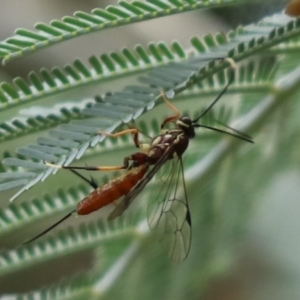 Ichneumonidae (family) at Cook, ACT - 10 Jan 2022 08:07 AM