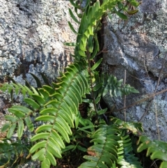 Pellaea falcata (Sickle Fern) at Tennent, ACT - 9 Jan 2022 by gregbaines