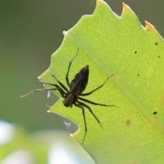 Oxyopes sp. (genus) (Lynx spider) at Cook, ACT - 10 Jan 2022 by Tammy