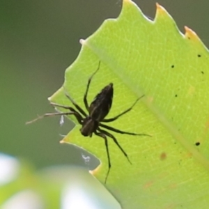 Oxyopes sp. (genus) at Cook, ACT - 10 Jan 2022