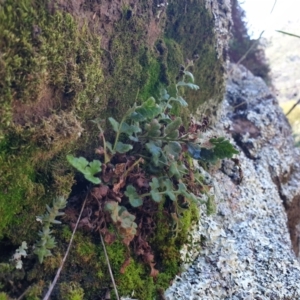 Pleurosorus rutifolius at Tennent, ACT - 9 Jan 2022